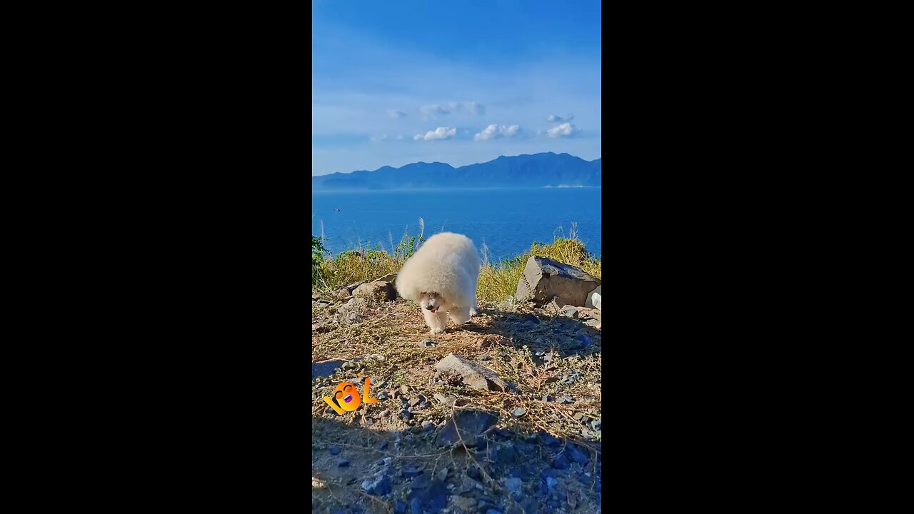 funny video