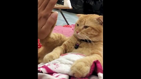 Cats So Overdramatic, They Deserve an Oscar! 😁 Funny Silliest CAT Videos 2025