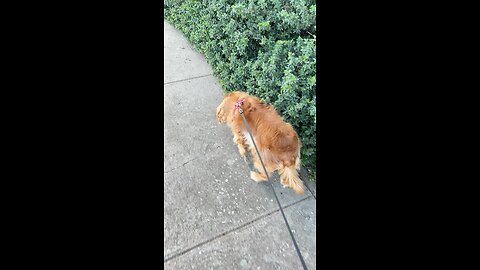🌞🐕❤️