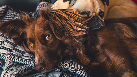Spending more on the dog than you? You may be a DINKWAD