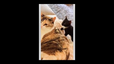 # Funniest Dogs and cats videos 😅😅 / funny animals 🤣😂 videos