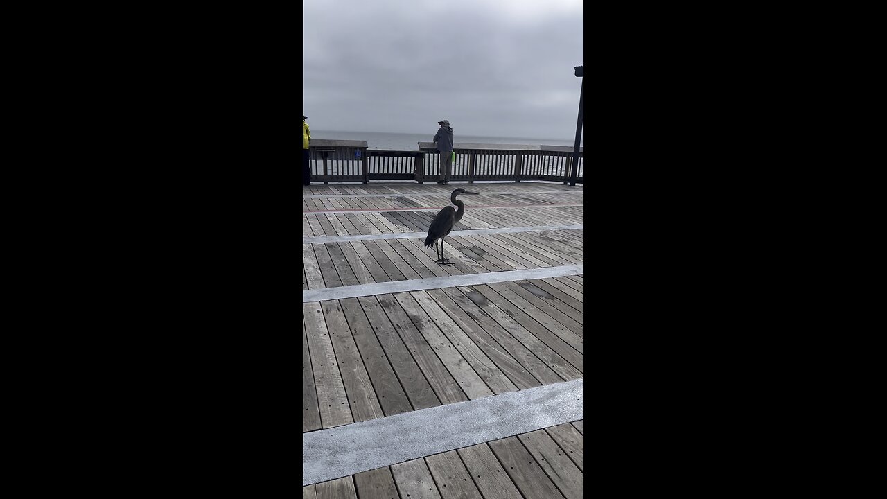 On The Pier 🎣🦅