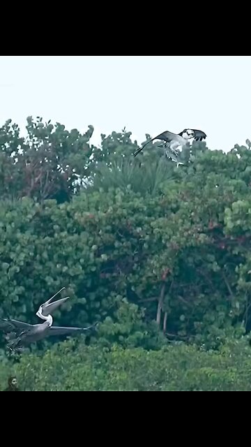 Born to be Wild and Hunter