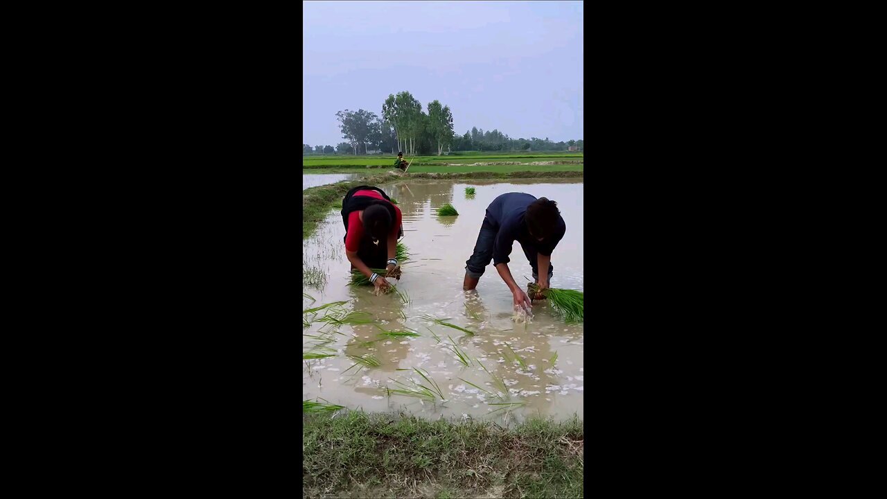 बाबु भईया