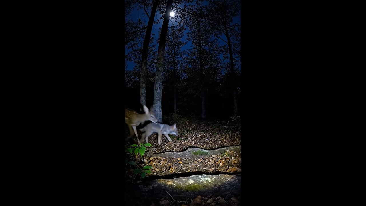 even animals are friends