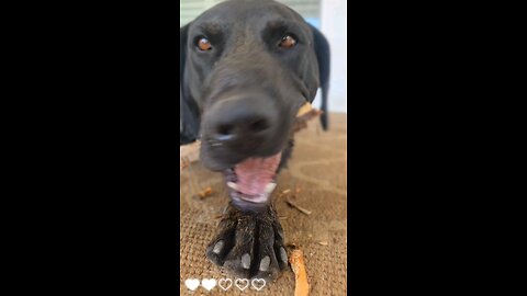 Watch this short video of a dog playing fetch!