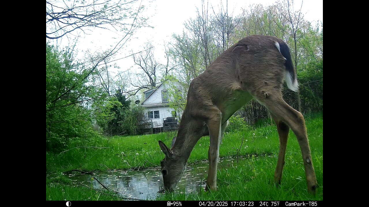 Deer Cam 04-20-2025