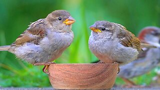 Just Your Regular Run-of-the-mill House Sparrow Feeding