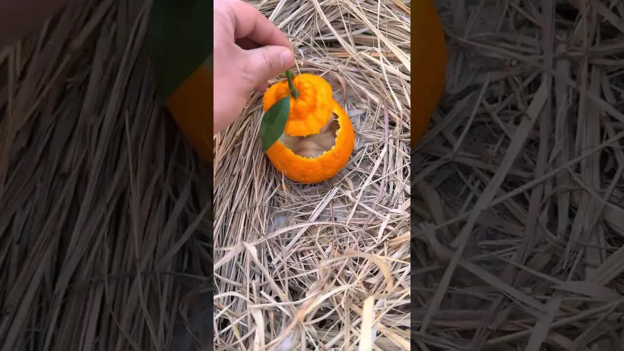 The rabbit fell asleep in the orange house. Cute pet debut plan. Rabbit. Pastoral cute pet