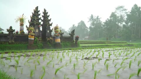 Misty Rain Over the Rice Fields