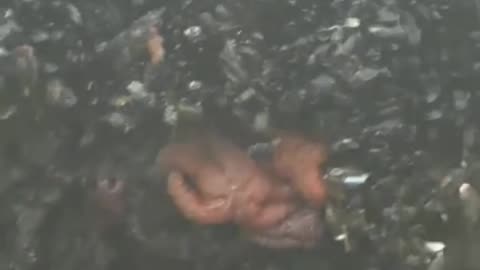 California Coastal Foraging (Mussels Catch and Cook)