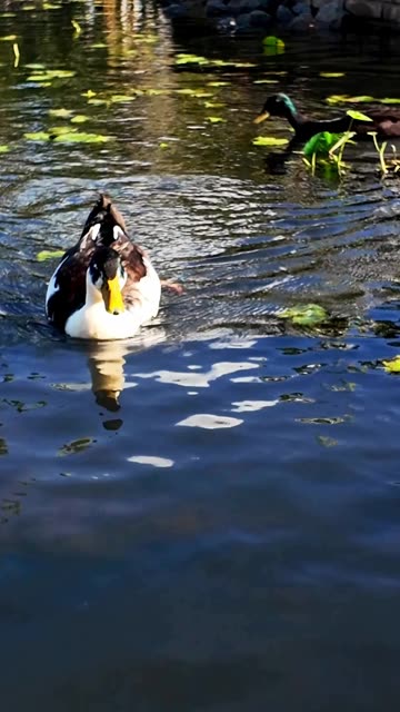 Cute Ducks Enjoying The Water #cute #ducks