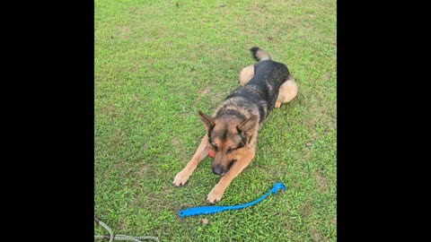 Sable german shepherd.