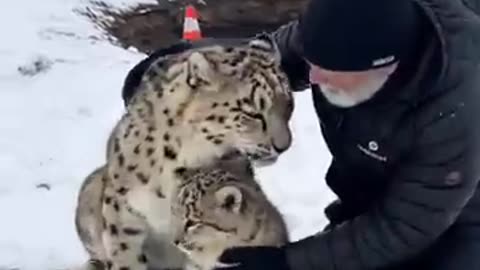 Mother Snow Leopard Saves Her Cub with the Help of an Old Guy!