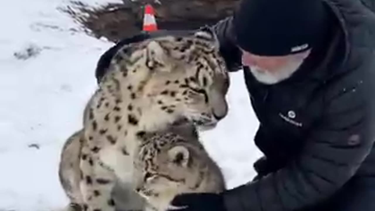 Mother Snow Leopard Saves Her Cub with the Help of an Old Guy!