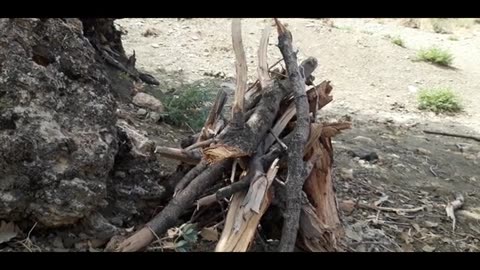 🔥 Cooking Whole Chicken Biryani in the Wild | Traditional Style 🍗🍚🌿