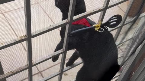 Imprisoned Kitten