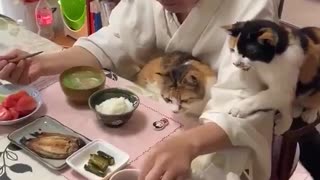 King Fu Kitty Noodles