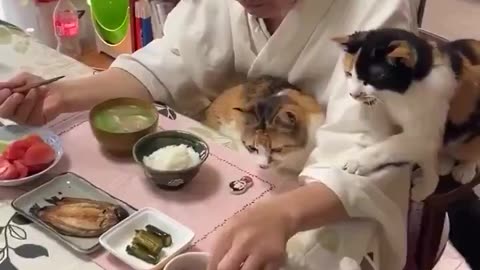 King Fu Kitty Noodles