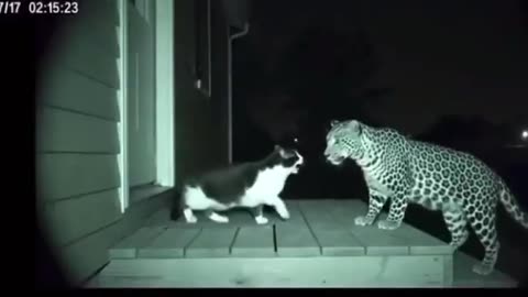 Here Kitty Kitty, wanna play?