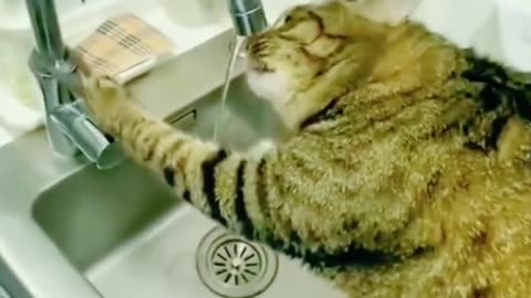 If you are watching this video, know that God has made you the guardian angel of a hungry cat💝