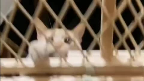 Funny animals