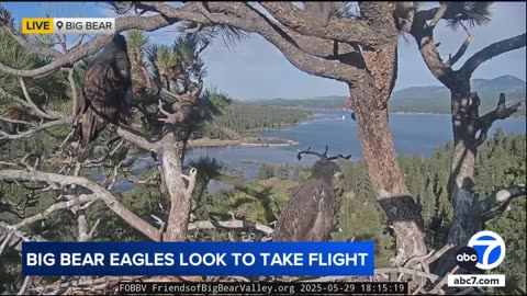 Jackie and Shadow's eaglet takes flight for a couple of seconds!