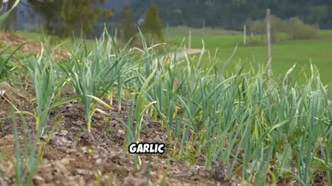 This One Valley Grows 25% of America’s Food And It
