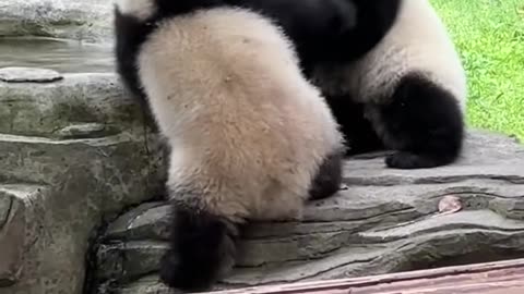 Happy panda