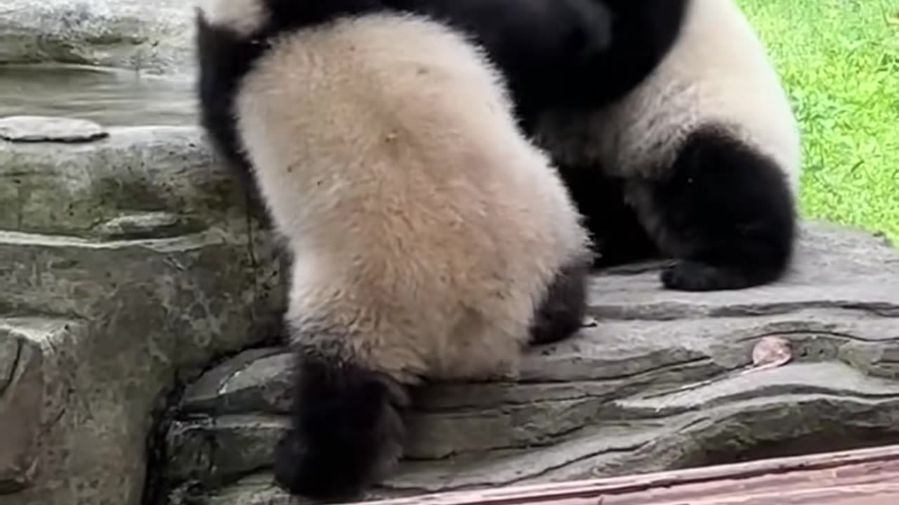 Happy panda