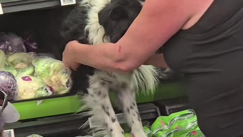 Stubborn Dog Gets Cozy in the Cabbage