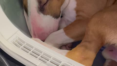 English Bull Terrier Takes Warm Dryer Nap