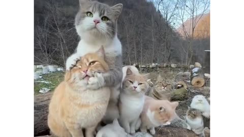 Discovering The REAL Cat Heaven Outdoors #comedy #cats #shorts #tiktok