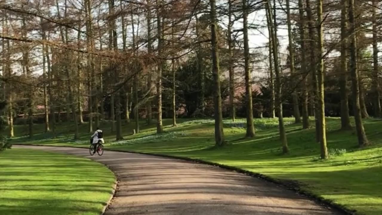 Walking through forest park road