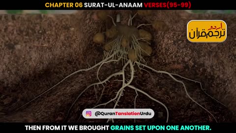 Surat-ul-Anaam Verses 95-99 Urdu Translation