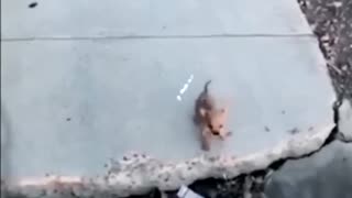 😂💪 You Won't Believe This Epic Fail! Overcoming Obstacles | FunFM