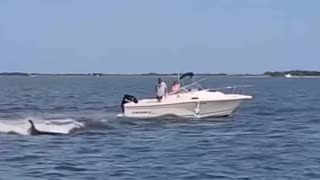 Whale dead & passenger thrown overboard after boat incident in Barnegat Bay, New Jersey