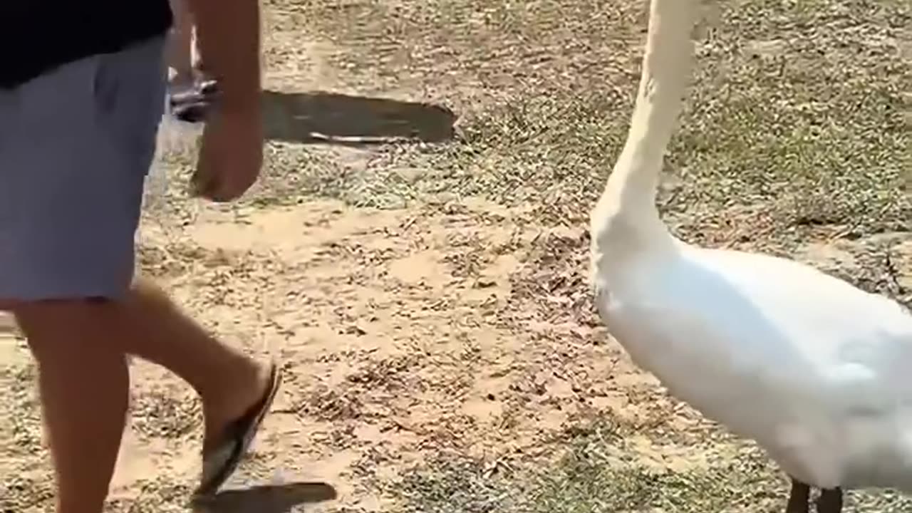 This man rescued a helpless swan and then this happened ❤️