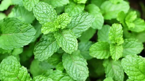 Health Benefits of Mint Leaves