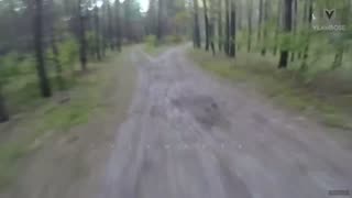 When Bears go on a Rampage