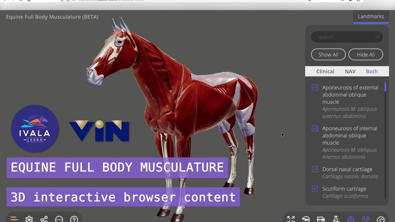 Equine full body musculature - 3D Veterinary Anatomy & Learning IVALA®