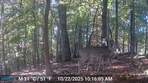 The Woods – 10/23/2025