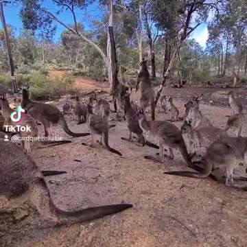 Kangaroo diaries only in Australia 🇦🇺