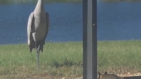 Cat vs. Crane: Who's More Awesome?