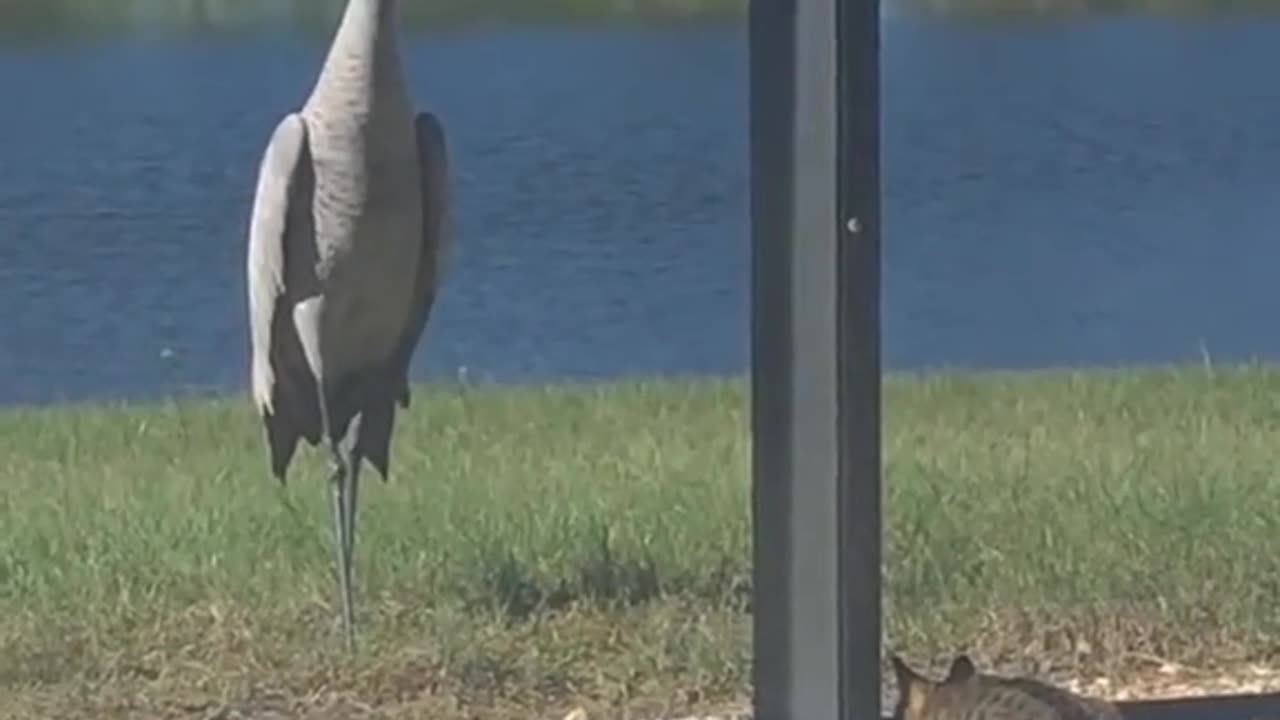 Cat vs. Crane: Who's More Awesome?