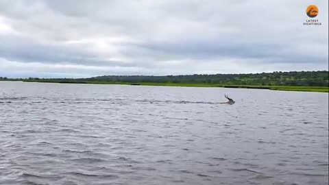 Buck swims for it's life from crocodile