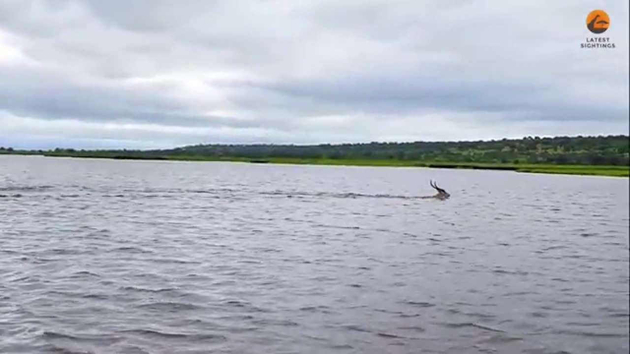Buck swims for it's life from crocodile