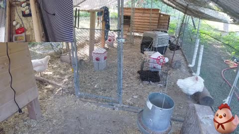 Chicken Live Stream