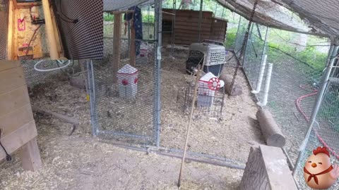 Chicken Live Stream