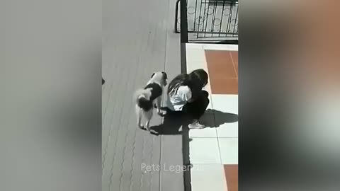 "Funniest Cats & Dogs 😹🐶 | Try Not to Laugh Challenge – Part 1!"